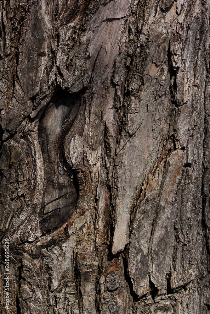 Texture of natural tree bark for background Texture of natural tree bark for background
