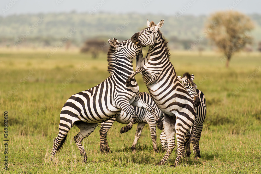 Fototapeta premium Zebras reared while playing