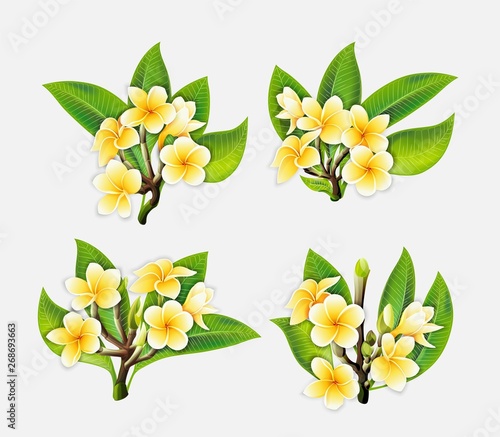 White and yellow Plumeria Flowers in realistic style on white background