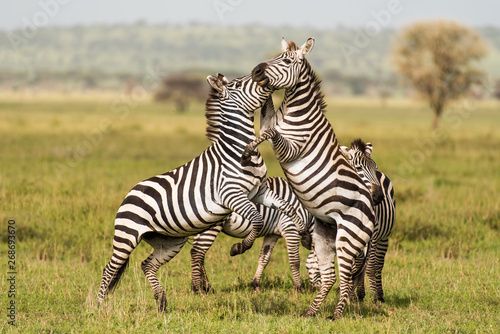 Zebras reared while playing
