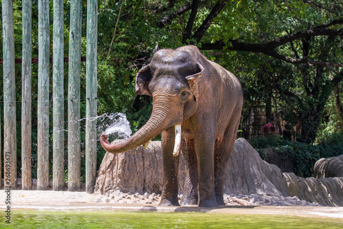 Asian elephant