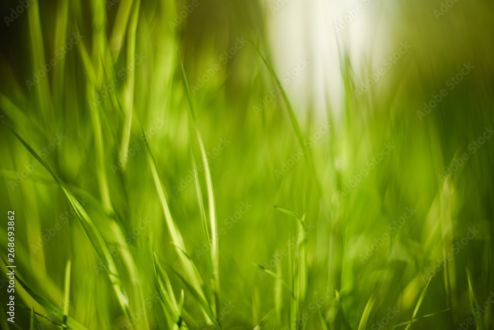 Bright green grass blurred close up. Natural background texture Bright green grass blurred close up. Natural background texture