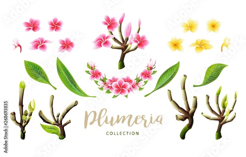 Tropical vector pink plumeria flowers, branches and leaves set for floral card