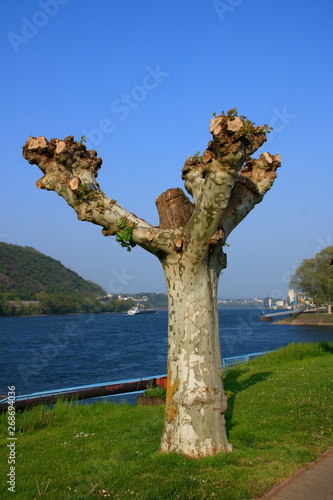 Platane am Rheinufer im Mittelrheintal bei Andernach