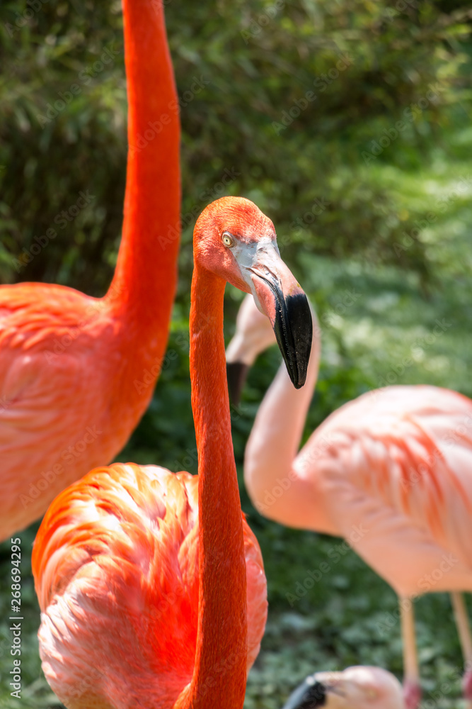 Obraz premium Red flamingo with long neck on the green grass