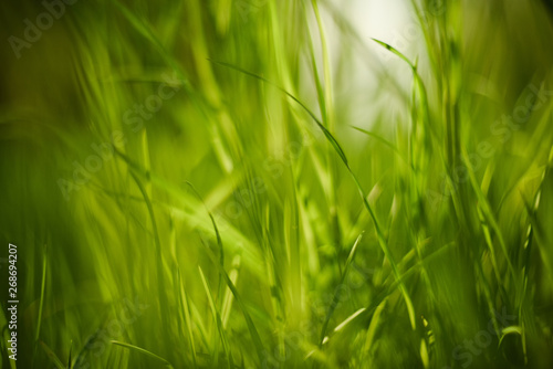 Close up of green grass. Natural background texture