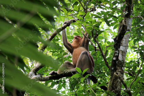 proboscis monkey  Nasalis larvatus  - Borneo Malaysia Asia