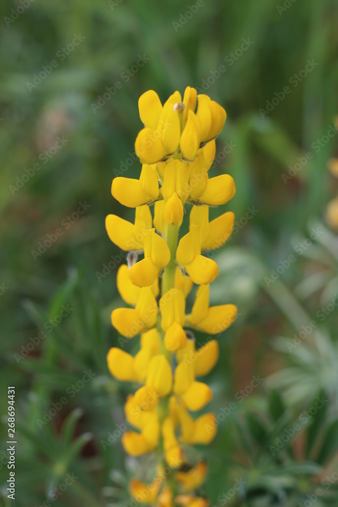 Fototapeta premium Natureza Portuguesa