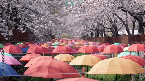 Closeup view at the varicoloured umbrellas decoration in Yeojwacheon Stream in time of cherry blossom festival at Jinhae, Changwon, South Korea photo