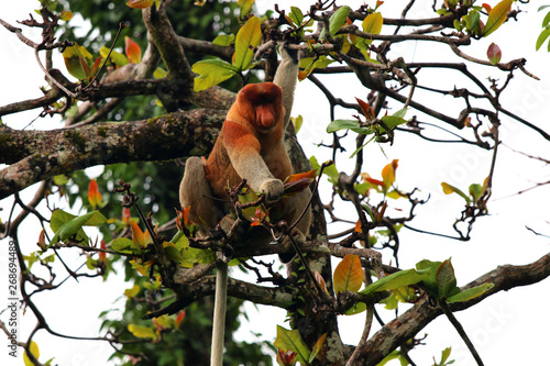 proboscis monkey  Nasalis larvatus  - Borneo Malaysia Asia