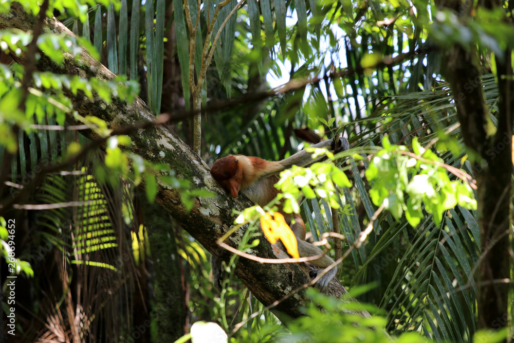 proboscis monkey (Nasalis larvatus) - Borneo Malaysia Asia
