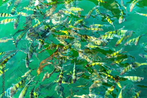 A flock of fish in sea water. A lot of colorful fish on the background of the sea  front focus  top view