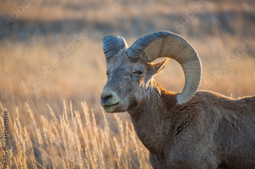 Bighorn sheep, Badlands National Park, South Dakota