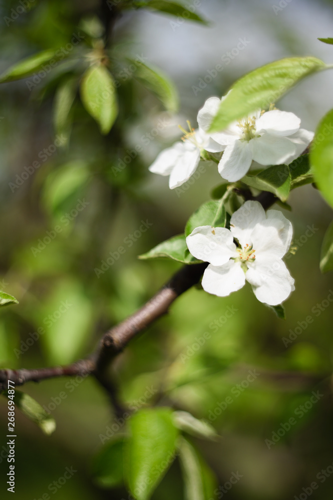 Spring flowers. White blooming apple tree branch in blurred background