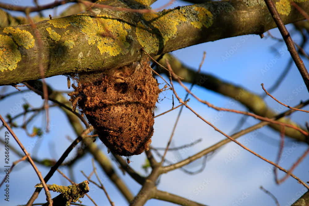 Nest von Eichenprozessionsspinner an einer Eiche Stock Photo | Adobe Stock