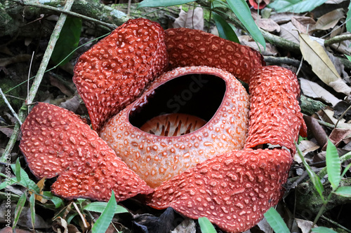 Rafflesia (Rafflesia arnoldii) - Borneo Malaysia Asia