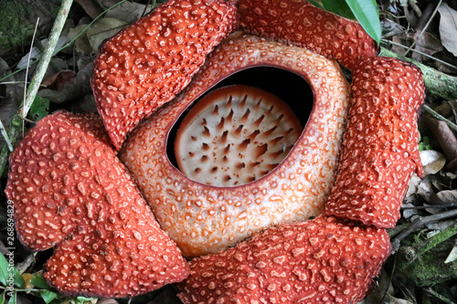 Rafflesia (Rafflesia arnoldii) - Borneo Malaysia Asia