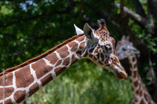 Photography Giraffe