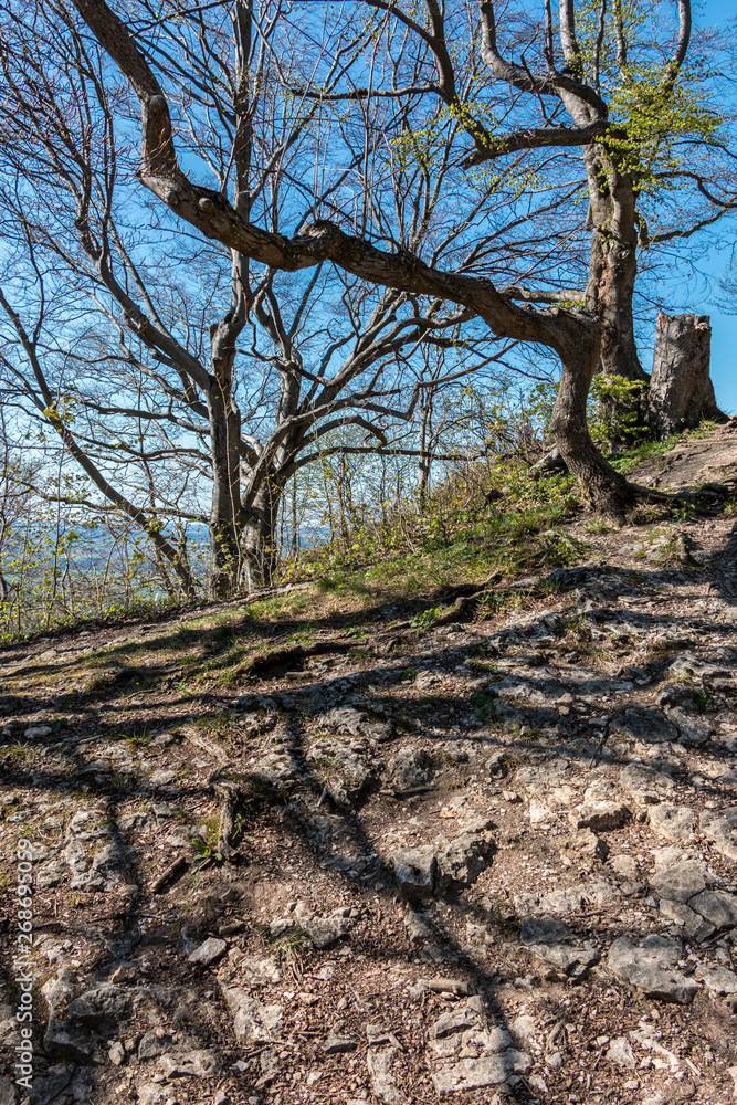 A little hill with stones, trees and roots A little hill with stones, trees and roots