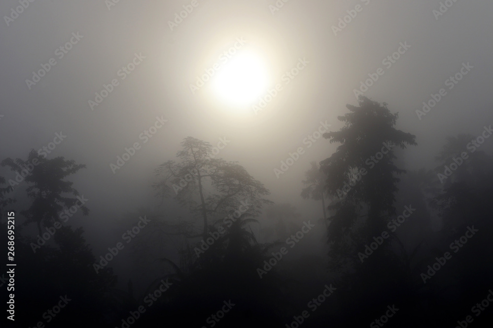 Rainforest in the fog - Borneo Malaysia Asia