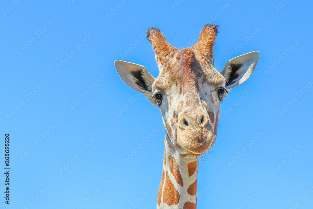 Obraz premium Giraffe Portrait
