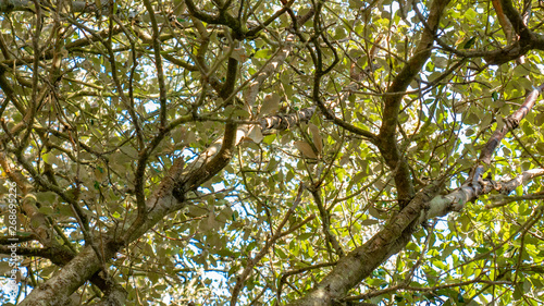 Contre-plong  e arbre