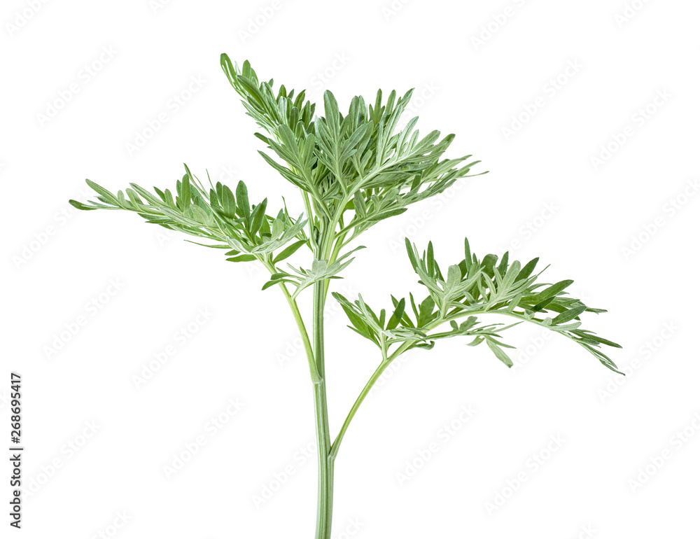 Branch of sagebrush isolated on a white background Branch of sagebrush isolated on a white background