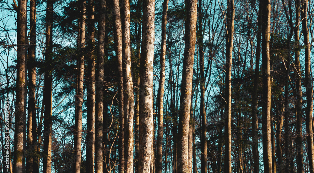 Tree trunks on a blue cyan sky. Forest pattern concepts. Abstract nature wallpaper, background or backdrop. Tree trunks on a blue cyan sky. Forest pattern concepts. Abstract nature wallpaper, background or backdrop.