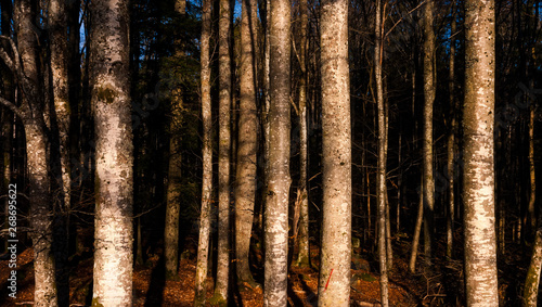 Fototapeta Naklejka Na Ścianę i Meble -  Golden hour forest scenery. Tree trunks pattern wallpaper, background or backdrop. Nature concept.