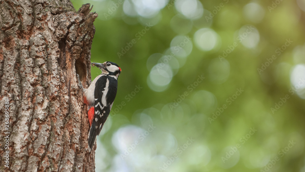 Great spotted woodpecker with insects in its beak ready to feed the chicks in the cave Great spotted woodpecker with insects in its beak ready to feed the chicks in the cave