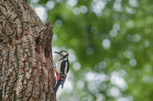 Great spotted woodpecker with insects in its beak ready to feed the chicks in the cave