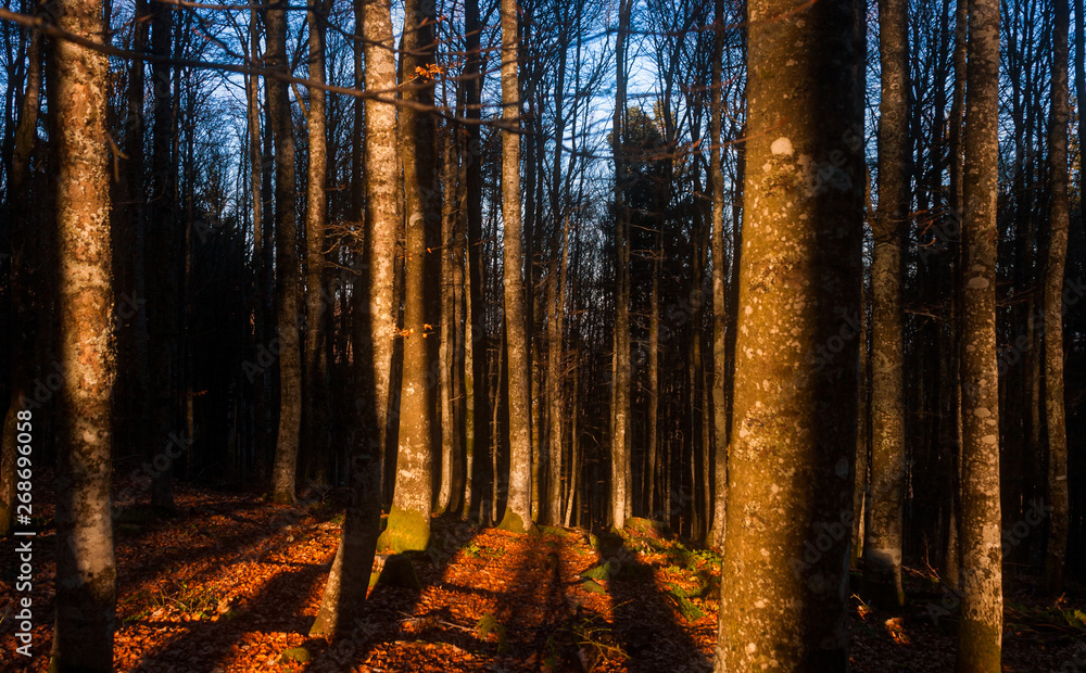 Fototapeta premium Inside the woodlands at sunset with sunlight hitting tree trunks. Golden hour orange feel.