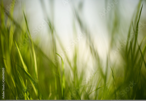 Green grass in blur. Natural background texture