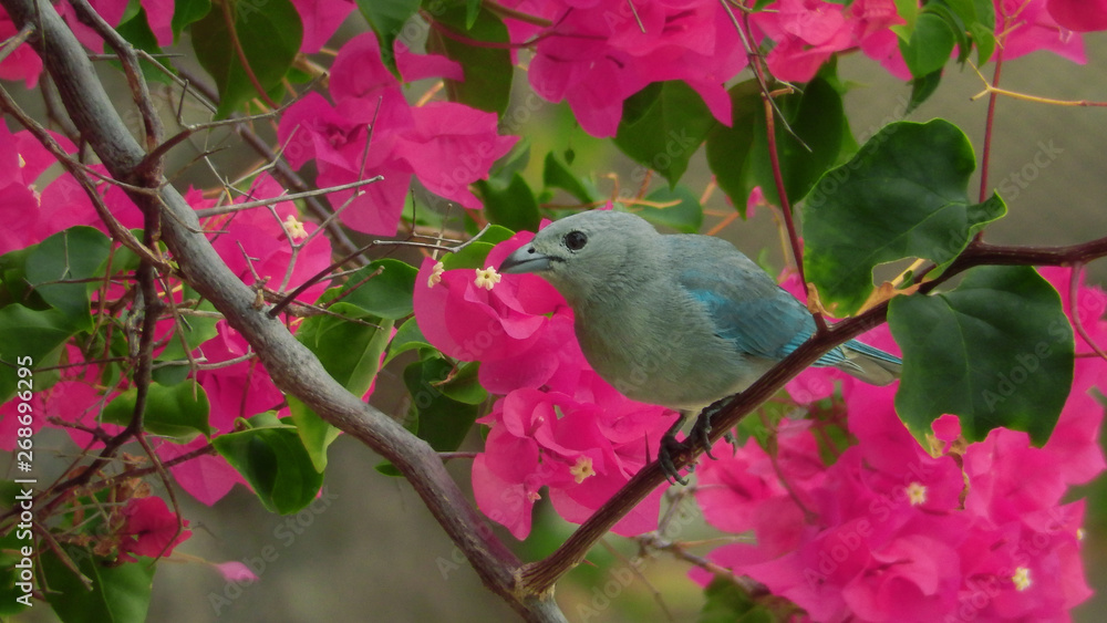 Fototapeta premium bird on a branch