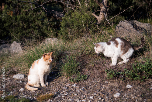 Foros, Republic of Crimea - April 1, 2019: Wild homeless ragged cats walk in nature on the southern coast of the Crimea peninsula