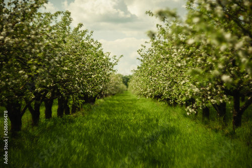 Beautiful orchard in spring. Blooming apple trees in rows with bright green grass in sunny day