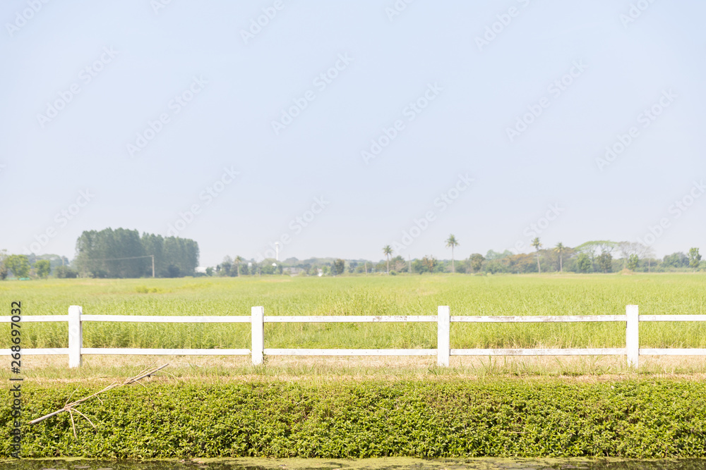 Fototapeta premium front view of green agricultural field with white fence and sky.