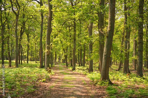 Obraz na płótnie diersfordter wald w salonie