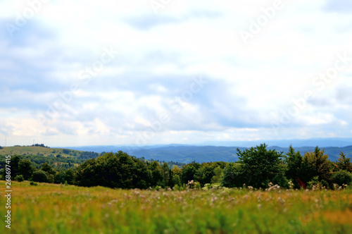 Panoramic view of the Carpathian mountains  green forests and flowering meadows on a sunny summer day
