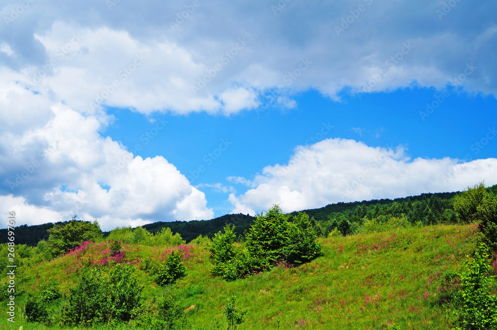 Panoramic view of the Carpathian mountains, green forests and flowering meadows on a sunny summer day