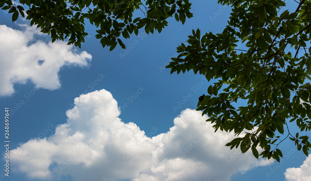White clouds and tree in summer day White clouds and tree in summer day