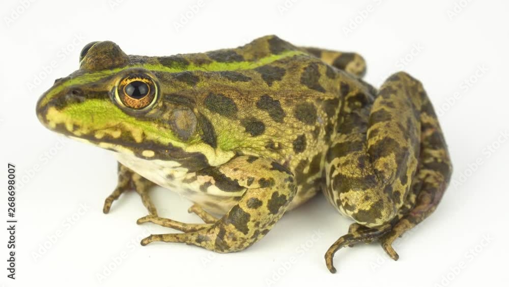 Frog toad green on white background Frog toad green on white background