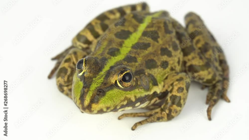 Frog toad green on white background Frog toad green on white background