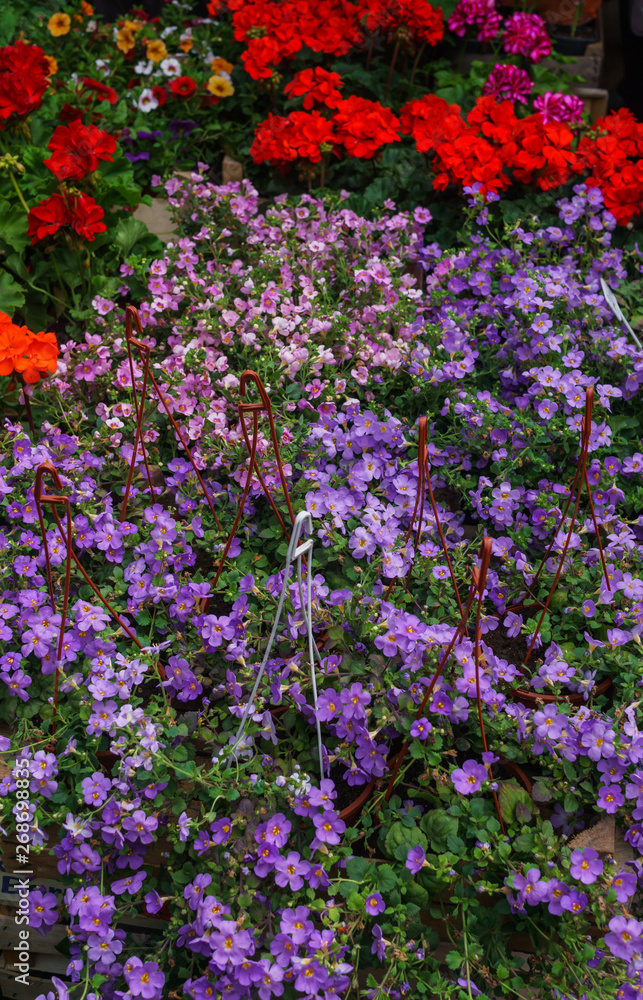 Flower seedlings in pots at the farmers market. Flower seedlings in pots at the farmers market.