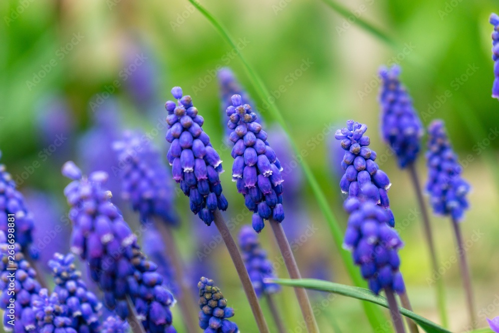 Fototapeta premium Blue Muscari flower in the garden during spring. Slovakia
