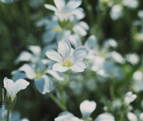 Beautiful spring flowers in Sunny weather on grass background