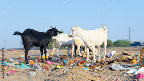 Animal too need social bonding to grow healthier