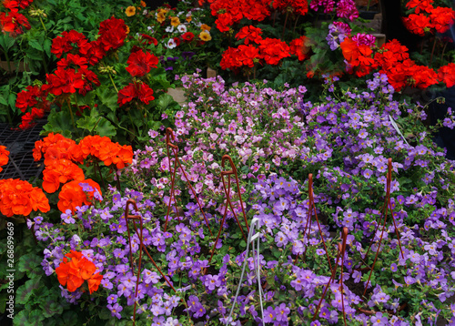 Flower seedlings in pots at the farmers market.