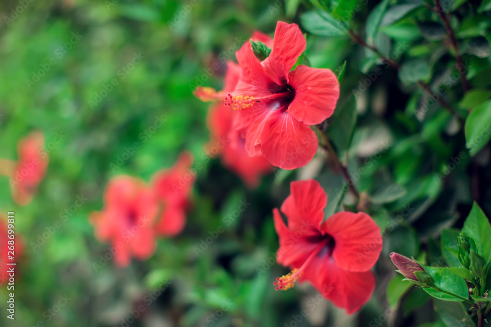 Red hibiscus(karkade) plant in the garden