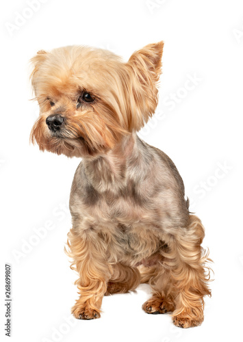 Dog Yorkshire Terrier